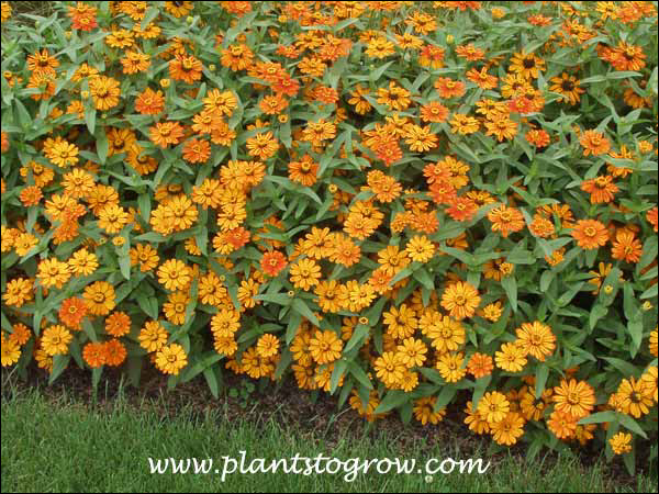 Zinnia Phoenix Fire Orange